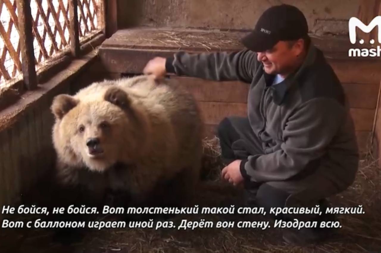 Мишка на участке жителя Башкирии. Источник: Стоп-кадр из видео ТГ-канала Mash