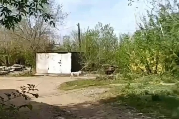 Бездомная собака на территории гаражей в Оренбурге. Стоп-кадр из видео