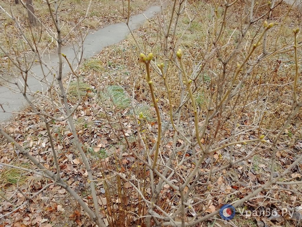 Почки на кустах 28 ноября