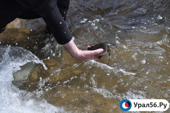 Более 7 тысяч гектаров водоемов Оренбургской области освобождено от сетей