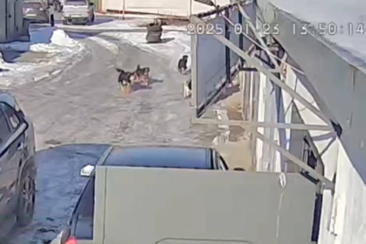 Стоп-кадр из видео, которое попало в редакцию Урал56.Ру