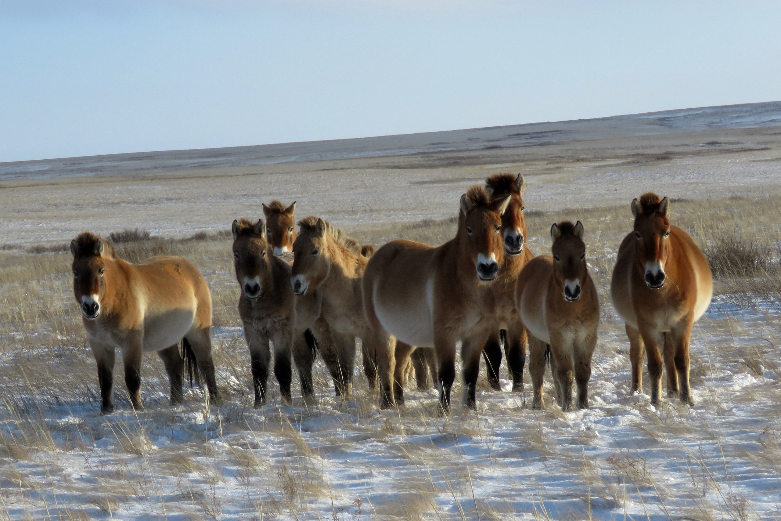 Лошади Пржевальского. Фото Дмитрия Немальцева 