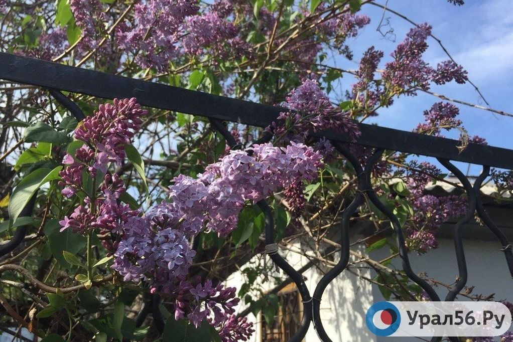 Утро в Орске в одной фотографии: в городе расцвела сирень