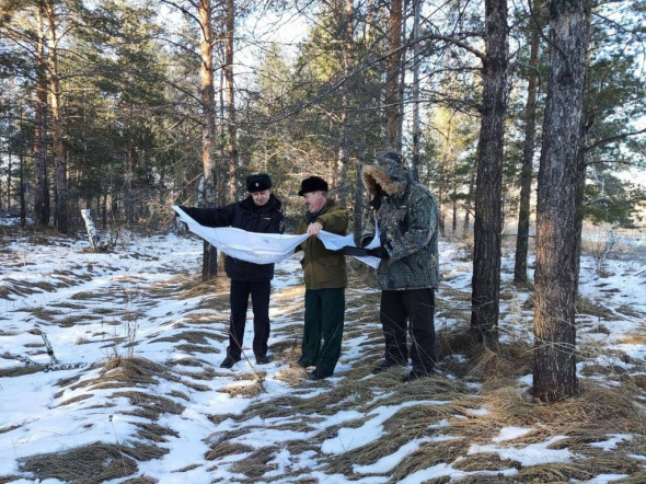 В Оренбургской области за незаконный сруб елок и сосен могут оштрафовать до 500 тысяч рублей 