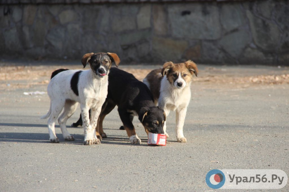 Фирма, занимающаяся отловом собак в Оренбурге, размещала животных на непригодной для этого территории 