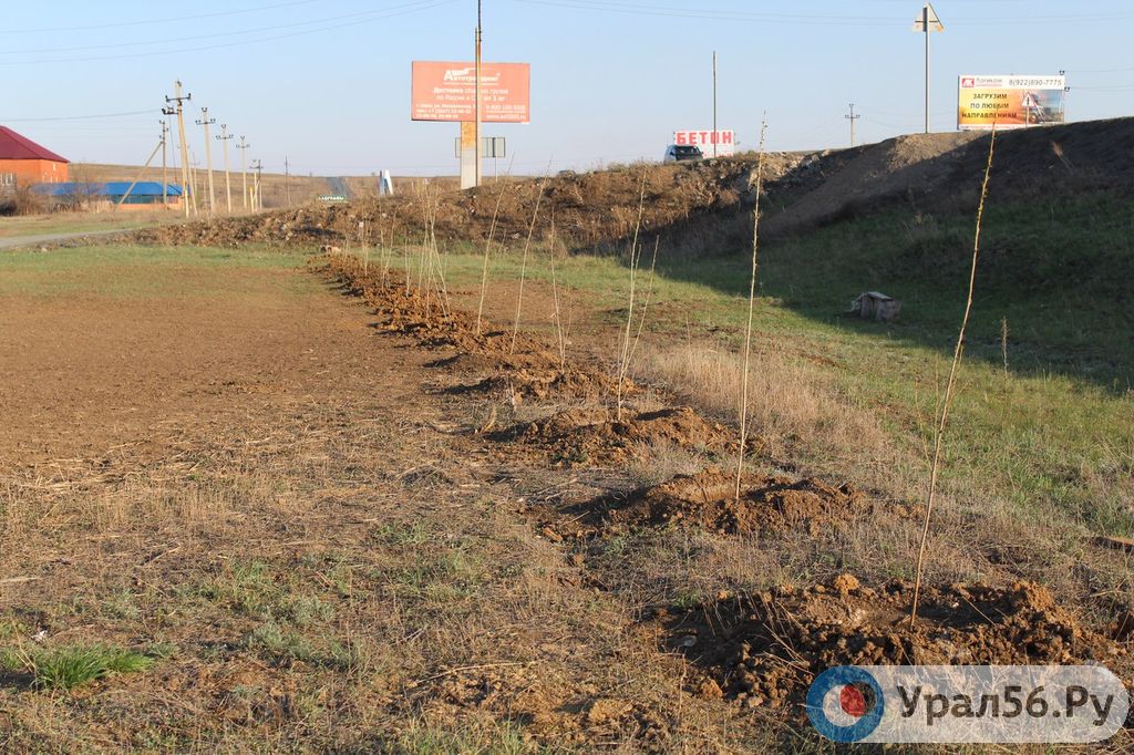 На трассе Оренбург – Орск высадили около 60 саженцев деревьев