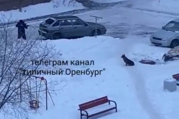 В Оренбурге мужчина стрелял в собаку во дворе жилого дома (видео)