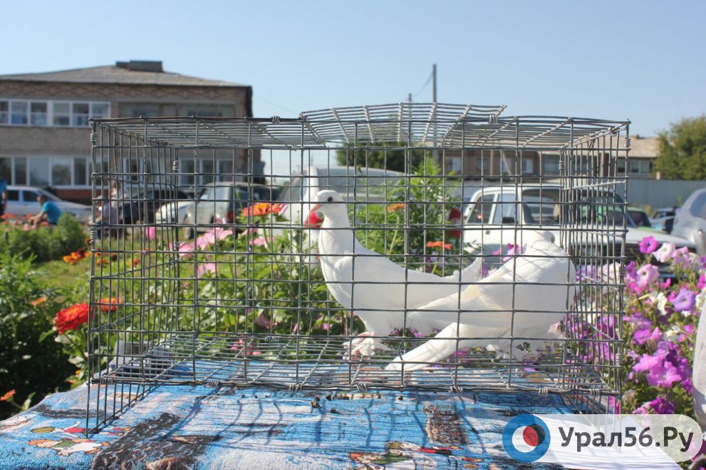 В Соль-Илецке проходит конкурс-выставка голубей