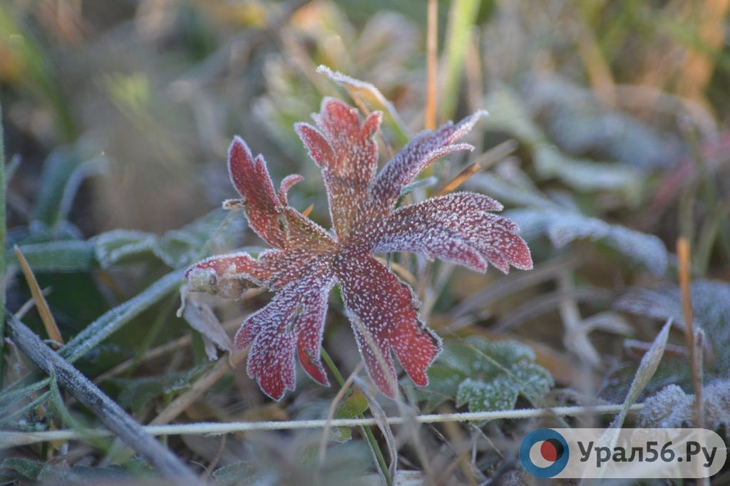 Майские растения в инее. Фото из архива