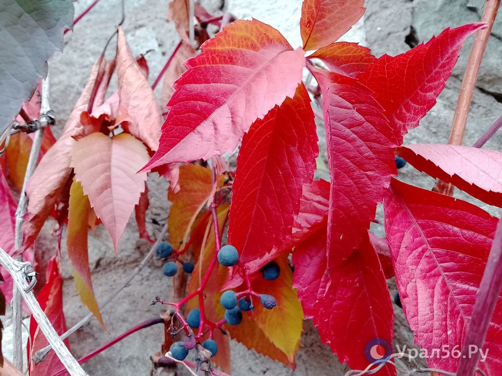 Погода в ближайшие дни в Оренбургской области под влиянием южного циклона будет влажной и теплой