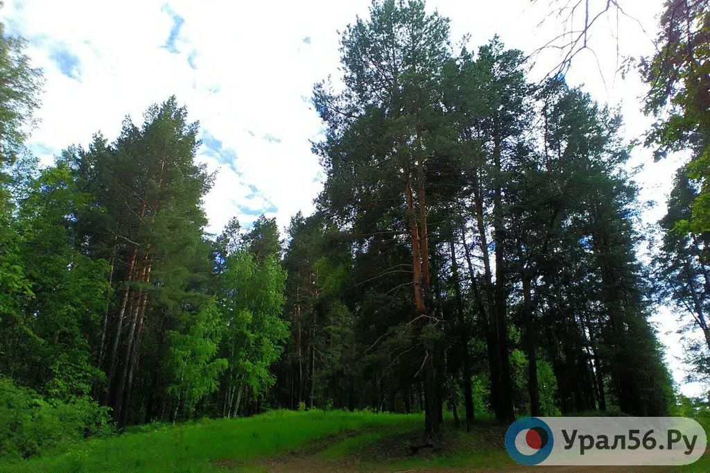 Бузулукский бор. Фото из архива.
