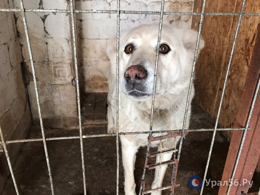 Отловленная собака. Фото из архива