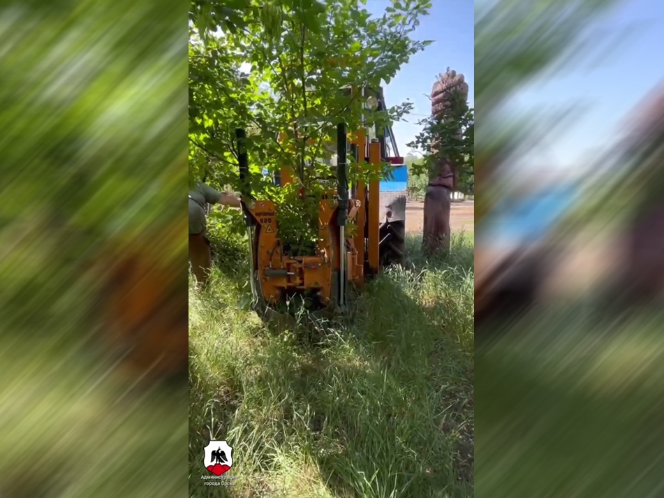 Деревья пересаживают с комом земли, стоп-кадр из видео администрации города