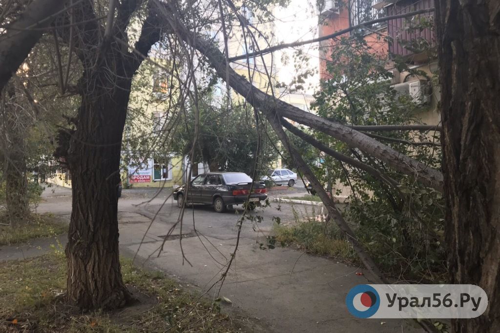 Из-за ветра отломалась крупная ветка дерева на улице Московской в Орске