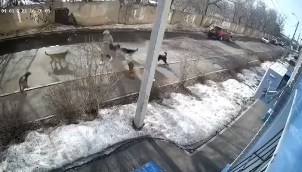 В Оренбурге на женщину напали бездомные собаки (видео) 