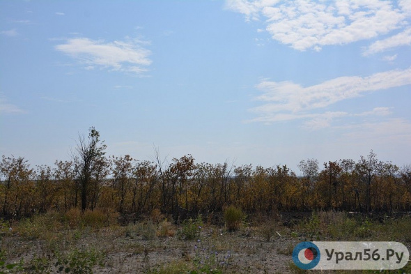 На восстановление лесополосы вдоль трассы в Сакмарском районе готовы потратить почти 2 млн рублей