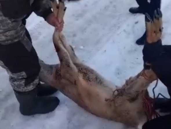 В Соль-Илецк забежала молодая косуля. Жители заметили ее на улицах города (видео)
