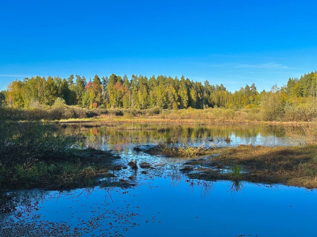 Бузулукский бор, фото – тг-канал нацпарка