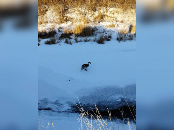 Рядом с рекой в Абдулино обнаружили замерзающего лебедя, который не может улететь