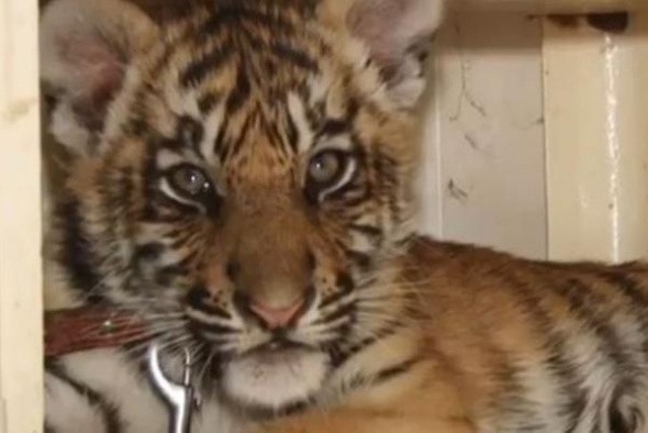 Суд оставил без изменений приговор похитителю тигренка Гектора из зоопарка Бузулука