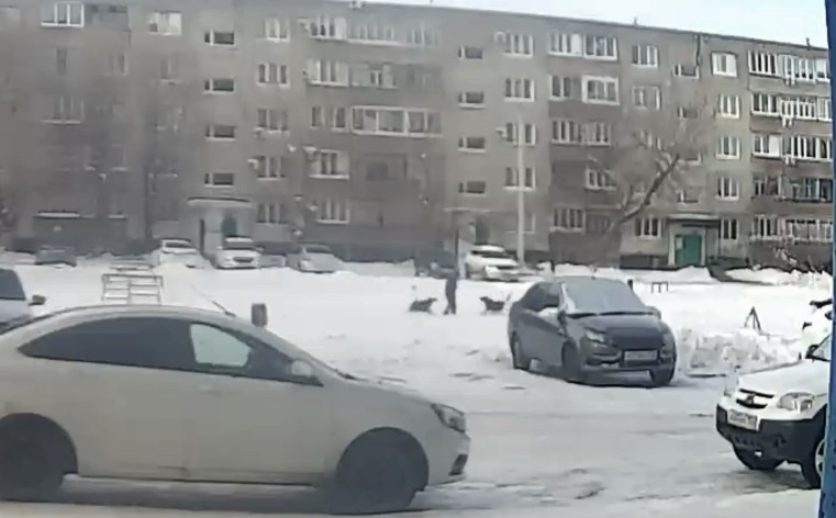 Нападение на ребенка. Стоп-кадры из видео от подписчиков 