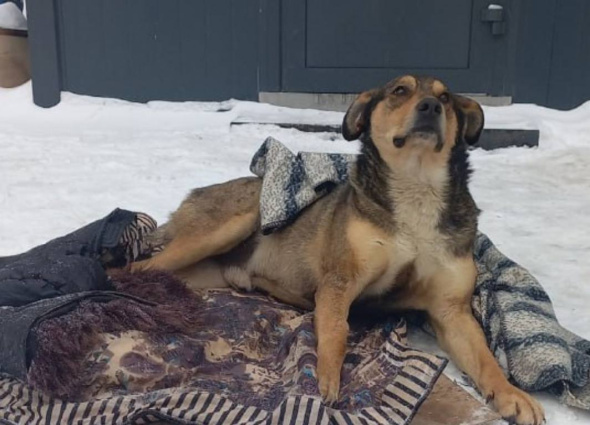 В Оренбурге неизвестные расстреляли собаку. В ее теле нашли 12 дробей