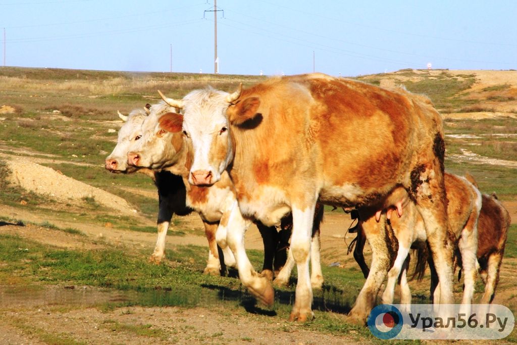 Коровы на полях Оренбургской области