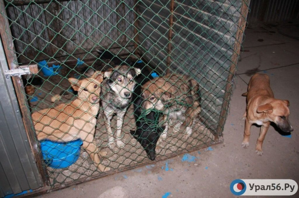 Администрация Оренбурга заключила контракт на отлов бездомных собак. Кто будет этим заниматься? 