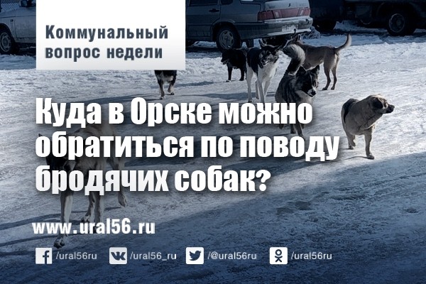 Коммунальный вопрос: Куда в Орске можно обратиться по поводу бродячих собак?