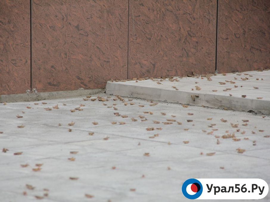 Саранча в Оренбургской области. Фото из архива 