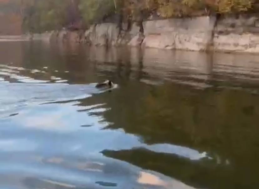 Переплывающего водоем медведя встретили рыбаки недалеко от Оренбургской области (скриншот видео)