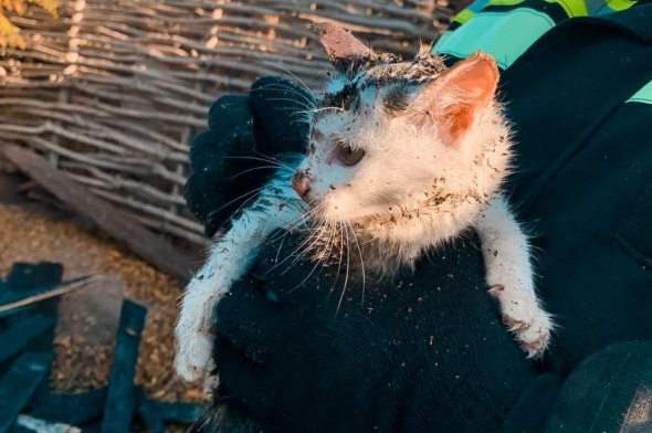 В Орске сотрудники МЧС спасли котят из пожара &#128573;