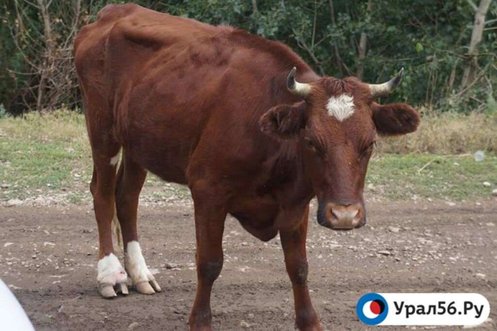 Крупный рогатый скот в Оренбургской области; фото из архива