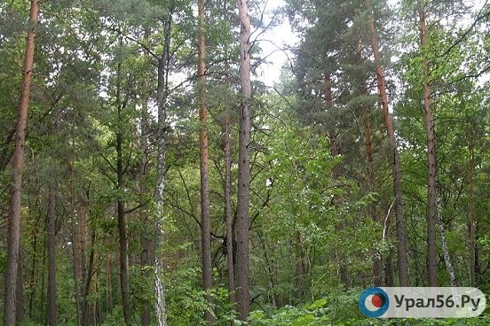 Журналист из Оренбурга считает, что экология в России превращается в бизнес