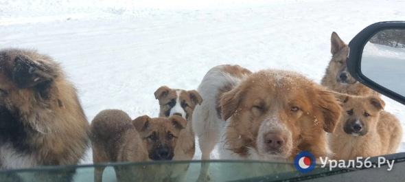 Массовая драка в Оренбурге и стаи бродячих собак по всей области: Служба «112» обработала обращения, поступившие в День Святого Валентина