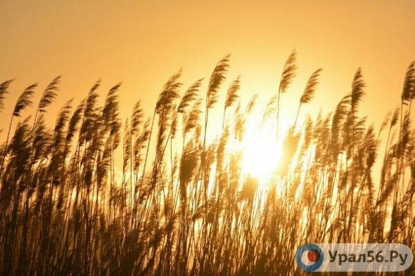 В Оренбургской области ожидается жара до +34 градусов