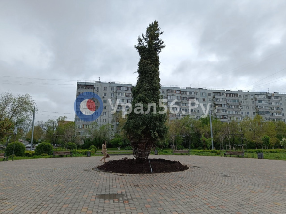 В сквере Оренбурга накренилась 10-метровая ель из Башкирии 