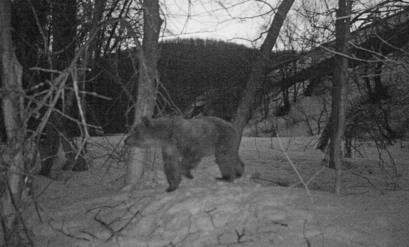 В Оренбургской области в заповеднике «Шайтан-Тау» после спячки проснулся медведь