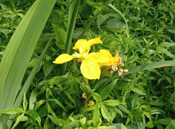 В Бузулукском бору цветут желтые болотные ирисы. Они способны улучшить зрение и сон