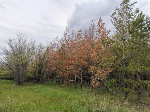 Центр защиты леса Оренбургской области установил причину усыхания сосен и рассказал, как лечить пораженные деревья
