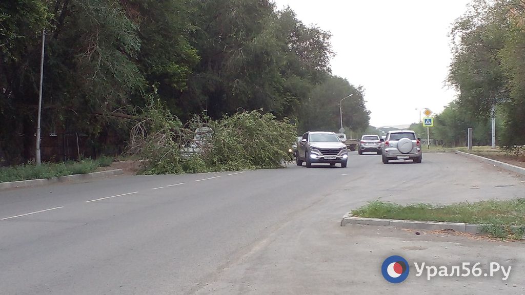Упавшее дерево на улице Станиславского в Орске