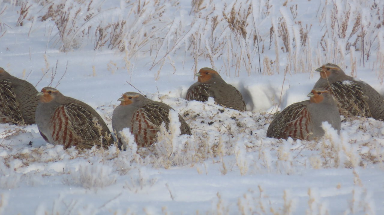 Птицы в Оренбургской области. Фото: Дирекция ООПТ Оренбургской области