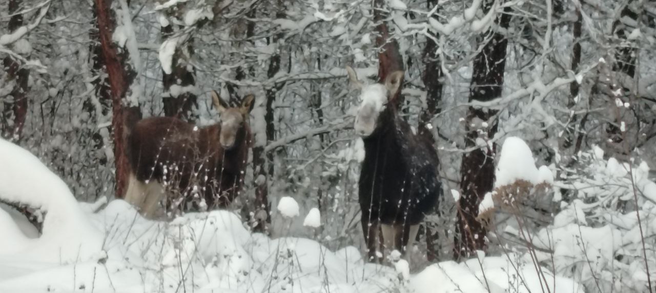 Лоси в Бузулукском бору. Фото нацпарка