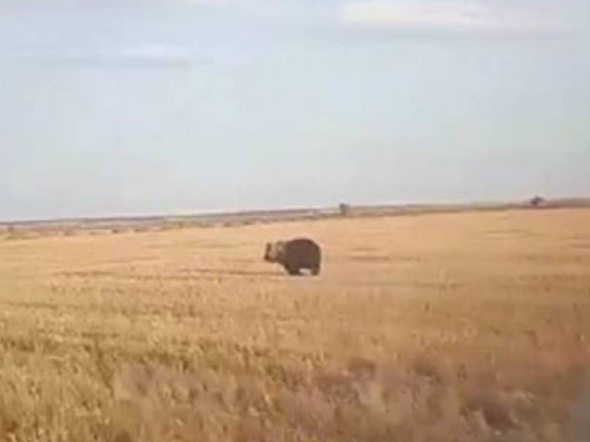 В Оренбургской области медведь устроил пробежку по пшеничному полю (видео)