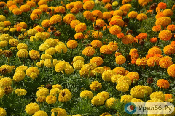 Менее 1 млн рублей в этом году в Орске направят на клумбы на Комсомольской площади. Какие цветы там посадят летом?