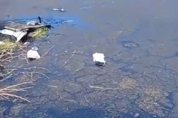 На въезде в Соль-Илецк разлился гудрон, в нефтяном озере утонули собаки (18+)