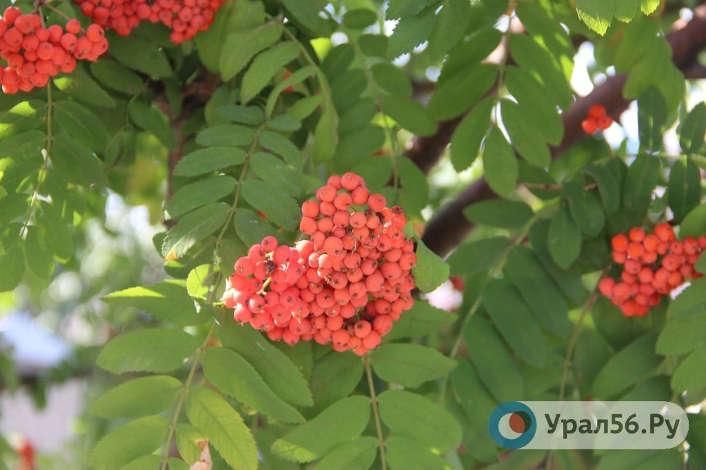 В первые выходные октября жителей области ждет хорошая погода
