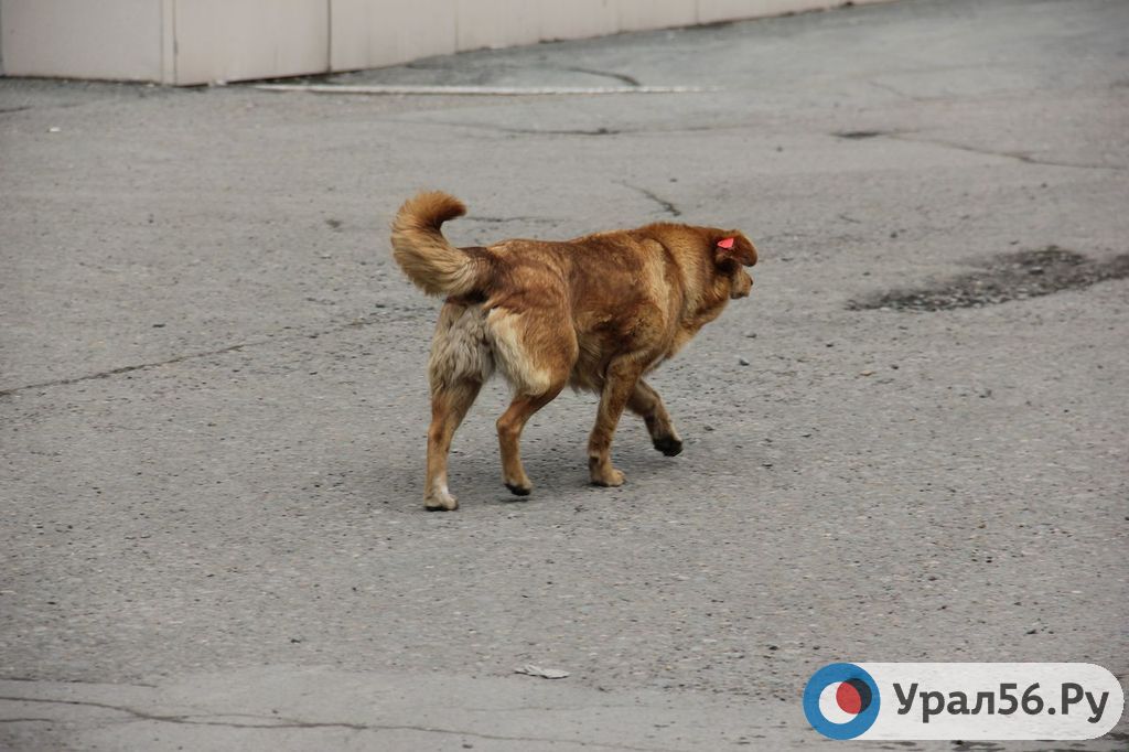 В Оренбургской области собаки продолжают нападать на детей и взрослых