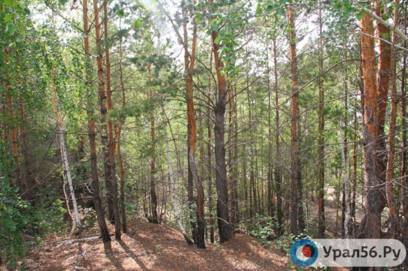 Предприниматель и лесничий в Абдулинском районе незаконно вырубили 1,7 тыс. сосен и навредили лесу на 11 млн рублей