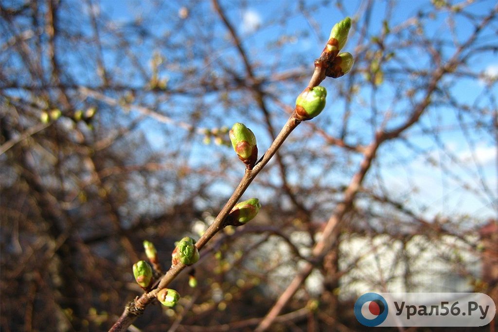 Какая погода ждет жителей Орска и Оренбурга на этой неделе